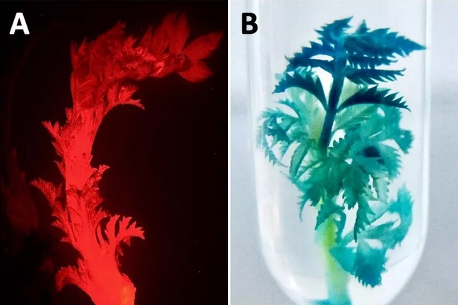 3.转基因文冠果( a )红色荧光报告基因( b ) gus 报告基因